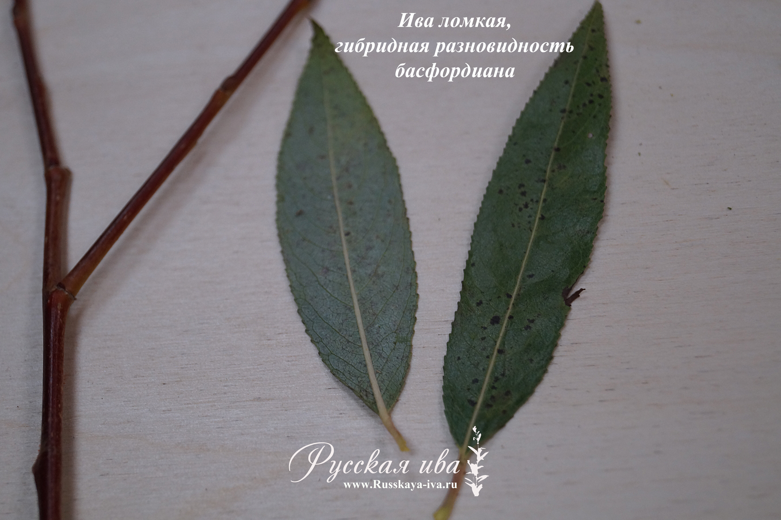 Ива ломкая